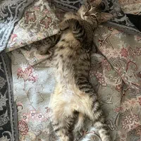 واگذاری رایگان گربه