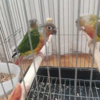 گیرینچیک  نر