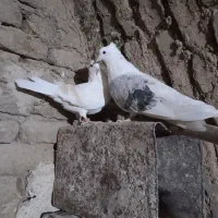 یک جفت کبوترنروماده|پرنده|بروجرد, |دیوار