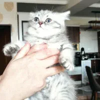 بچه گربه بریتیش سیلو