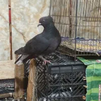 کبوتر گمشده