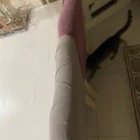 میزناهار خوری ۶ نفره|میز و صندلی غذاخوری|رشت, دیلمان|دیوار