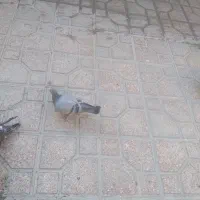 جوجه دونخور پلاکی