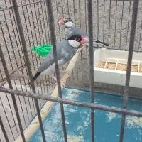 فنج نرگسی