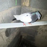 کبوتر
