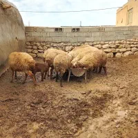 گوسفند داشتی بردار