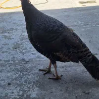 بوقلمون محلی تخم گذار|حیوانات مزرعه|گلستان (تهران), |دیوار