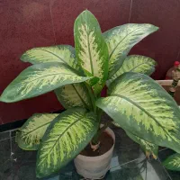 گل دیفن باخیای خارجی ساقه درشت برگ پهن بزرگ