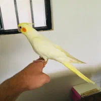 عروس هلندی رام تازه دون خور