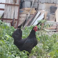 مرغ  شادگانی اصل