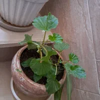 گل طبیعی