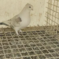 کفتر بلژیکی وشازده زرد زیبا|پرنده|تهران, انبار نفت|دیوار