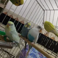 مرغ عشق نر و ماده 5تا باعروس هلندی معاوضه هم میکنم|پرنده|اهواز, کوی مندلی(سه راه خرمشهر)|دیوار