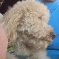 پودل نر استاندارد وارداتی جهت کشش