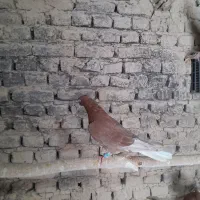 سرخ دم سفید نر کاکلی رنگه|پرنده|مشهد, کشف|دیوار