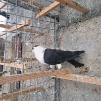 کبوتر افغانی|پرنده|وحیدیه, |دیوار