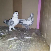 کبوتر.کفتر.پرشی رنگی|پرنده|مشکین‌دشت, |دیوار