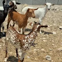 نژاد دار