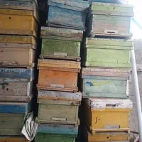 یک‌عدد‌کود‌سیاه‌وتعدادی‌کندو‌خوب