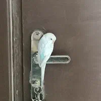 مرغ عشق ماده تعویض با عروس هلندی