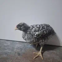 جوجه و تخم امروک یا پیامت راک اصل