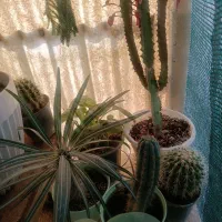 گل های طبیعی|گل و گیاه طبیعی|هشتگرد, شهرک راه آهن|دیوار