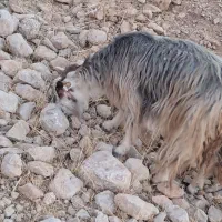 دوتا بز کهره دار