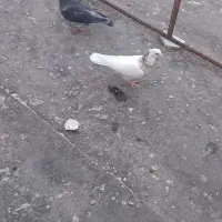 کبوتر