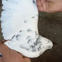 کبوتر کله دمبی کاشونی|پرنده|فرخ‌شهر, |دیوار