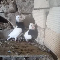 جفت طوقی سیاه بدون غلط|پرنده|سمیرم, |دیوار