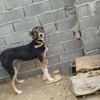 سگ گاوی