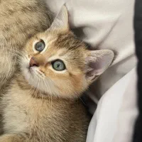 واگذاری گربه بریتیش