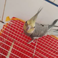 پرنده عنواع سوت آماده سخنگویی