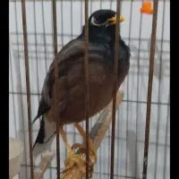 فروشی فوری مینا