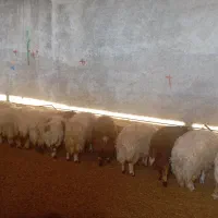 بره سفید صادراتی