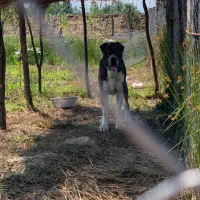 واگذاری سگ خراسانی|سگ|شفت, |دیوار