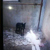 سگ ژرمن|سگ|کازرون, |دیوار