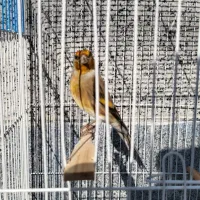 سهره قناری دو لبه خون|پرنده|کوهدشت, |دیوار