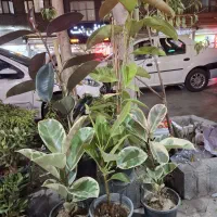 گل وگیاه طبیعی|گل و گیاه طبیعی|مشهد, هنرور|دیوار