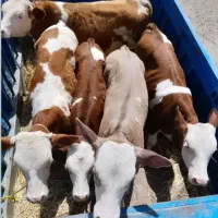 گاو وگوساله|حیوانات مزرعه|اردکان, |دیوار