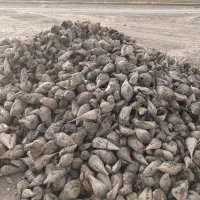 فروش‌چغندر‌‌حدود‌سه‌تن‌.برای‌دام‌