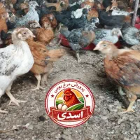 جوجه محلی 50روزه