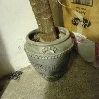 چند عدد گلدان|گل و گیاه طبیعی|شاهینشهر, خانه کارگر|دیوار