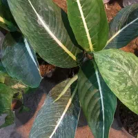 گل دیفن باخیا|گل و گیاه طبیعی|قم, خداکرم|دیوار