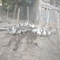 مرغ محلی و شاخدار|حیوانات مزرعه|توتکابن, |دیوار