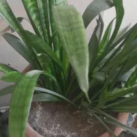 گل آپارتمانی