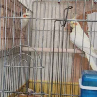عروس هلندی سخنگو