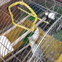 عروس هلندی|پرنده|بافق, |دیوار