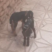 بزغاله شیری دوعدد یکی نر یکی ماده سالم سرحال|حیوانات مزرعه|سبزوار, اسلام آباد|دیوار