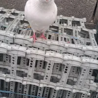 فروش پرنده کبوترزینتی